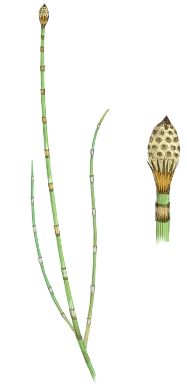 Rabo de lagarto (Equisetum hiemale)