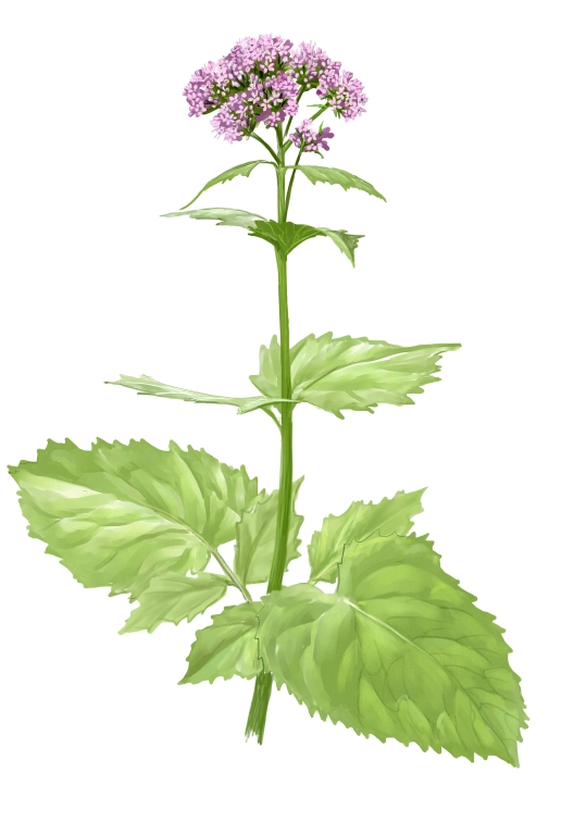Valeriana de los Pirineos (Valeriana pirenaica)