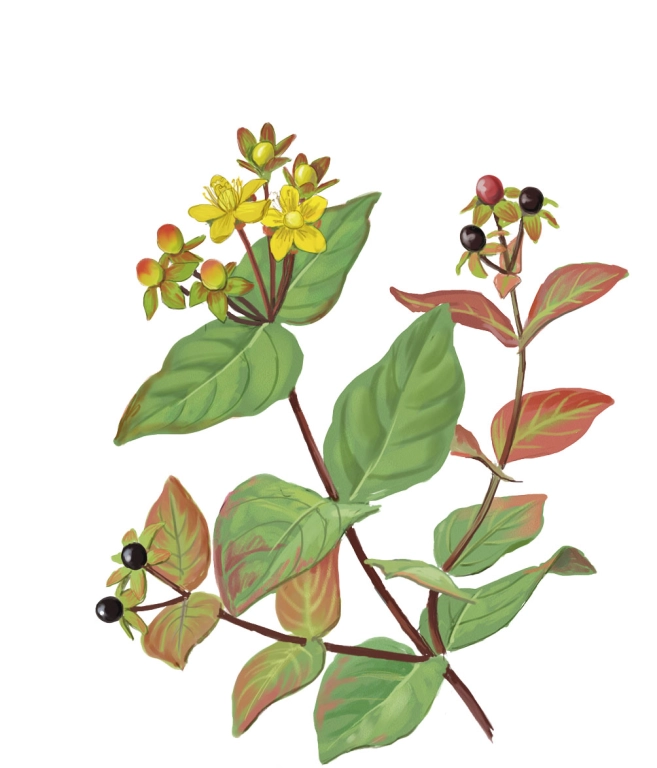 Zubón ( Hypericum androsaemum)