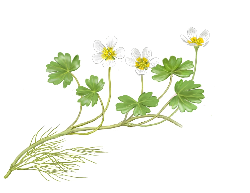 Ranáculo flotante (Ranuculus penicellatus)