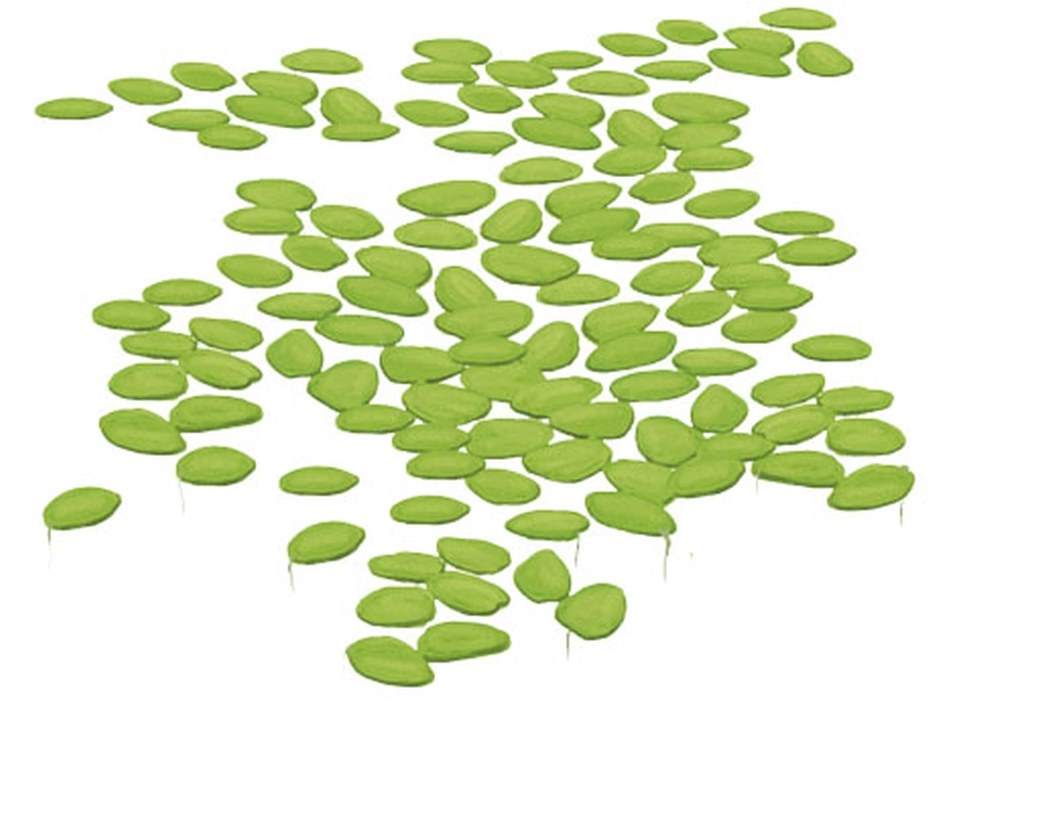 Lenteja de agua (Lemna minor)