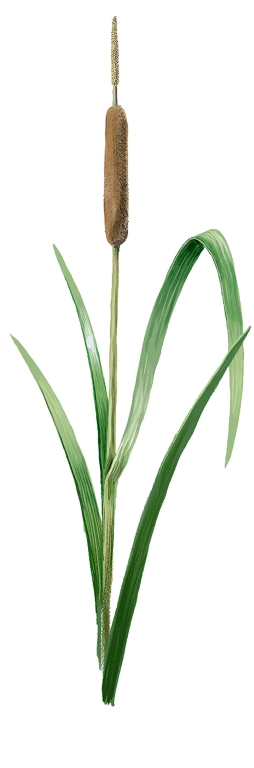Espadaña (Tipha latifolia)