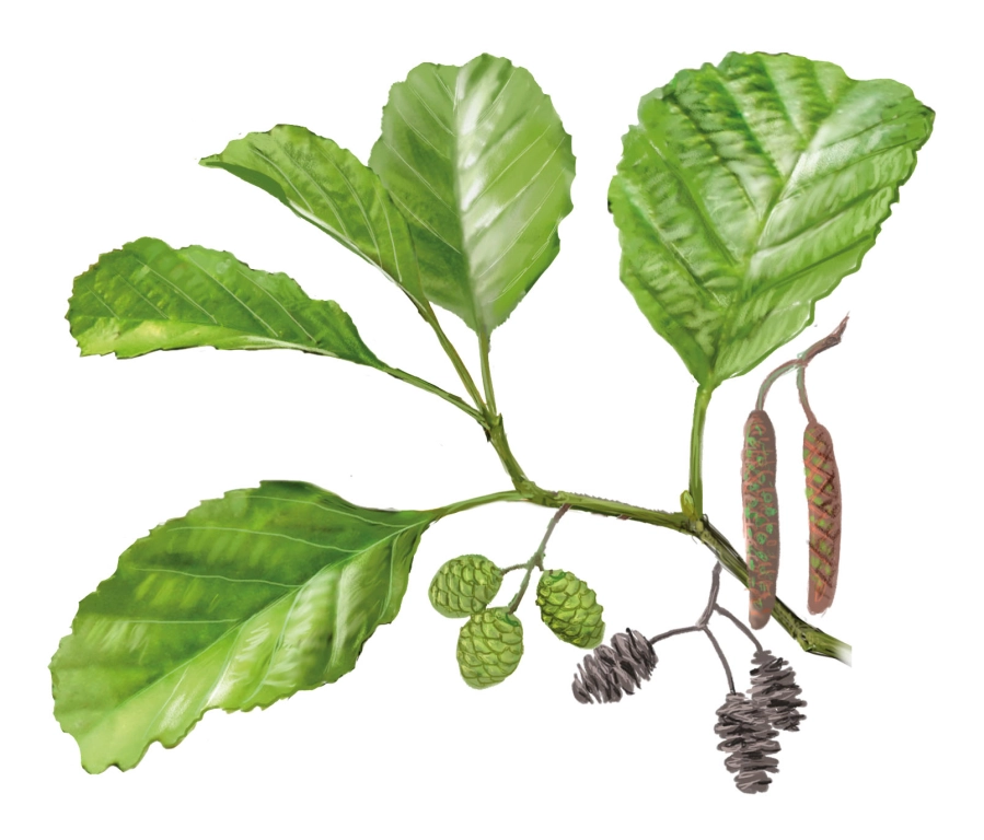 Aliso (Alnus lusitanica)