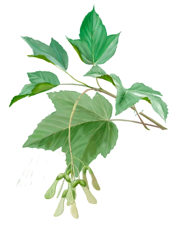 Arce (Acer pseudoplatanus)