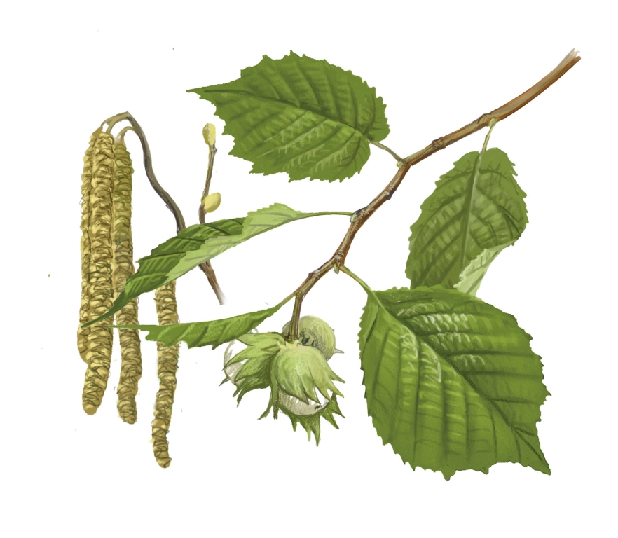 Avellano (Corylus avellana)