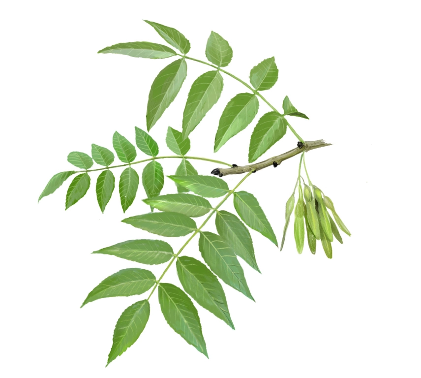 Fresno (Fraxinus excelsior)