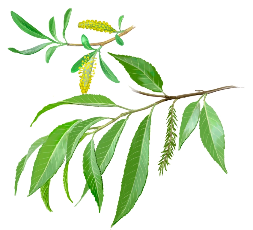 Mimbrera (Salix fragilis)