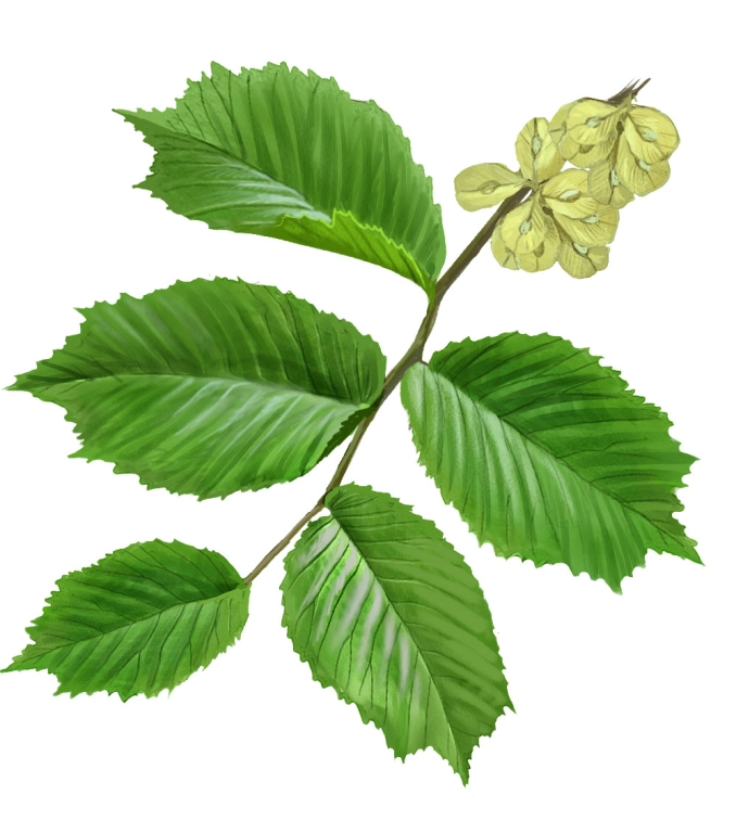 Olmo de montaña (Ulmus glabra)