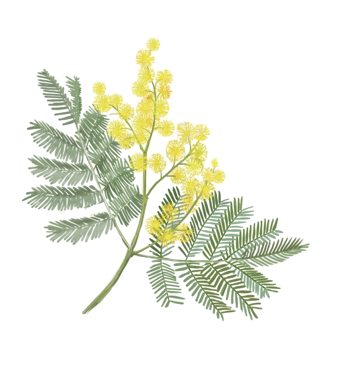 Mimosa (Acacia dealbata)