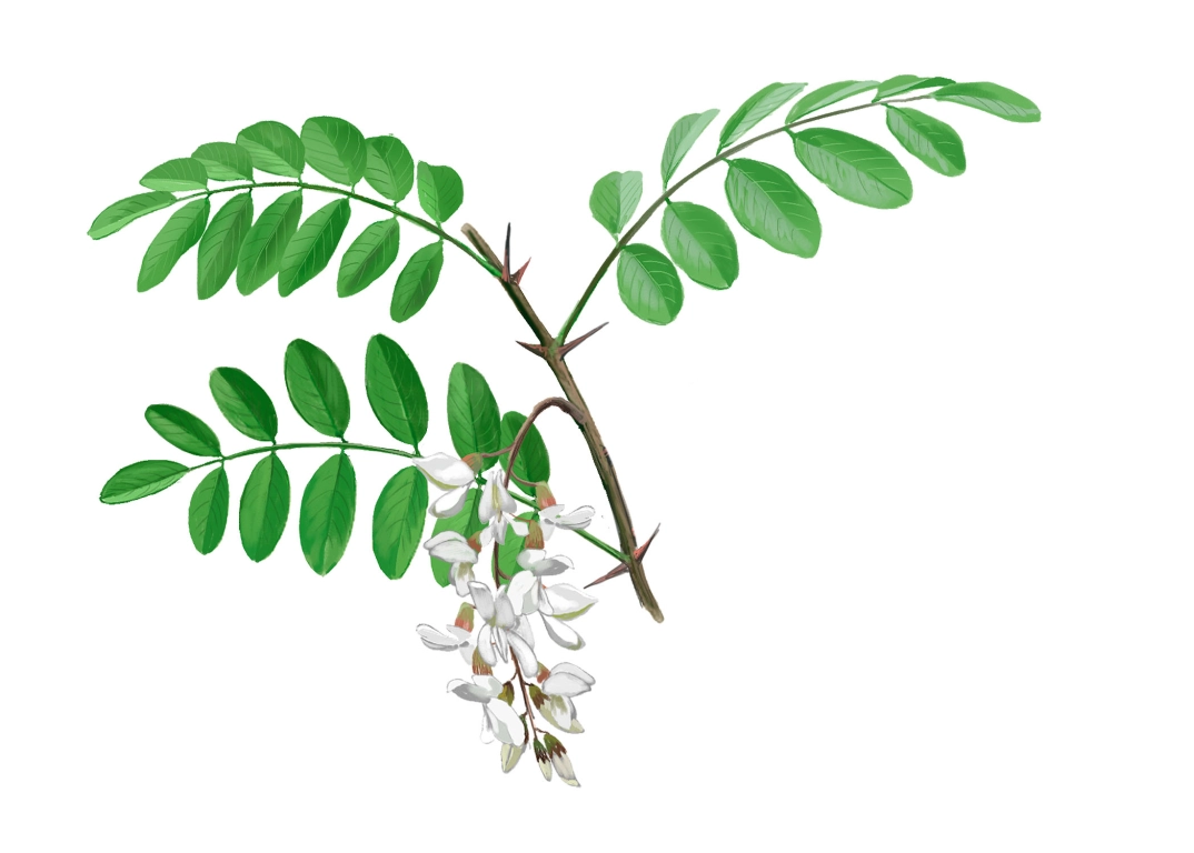 Falsa acacia (Robinia pseudoacacia)