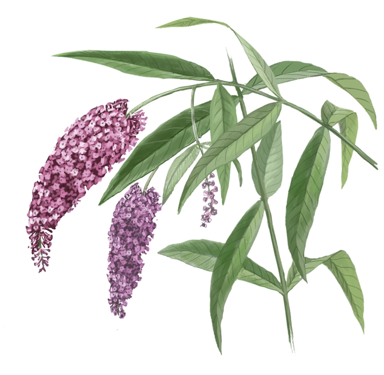 Árbol de las mariposas (Buddleja davidii)