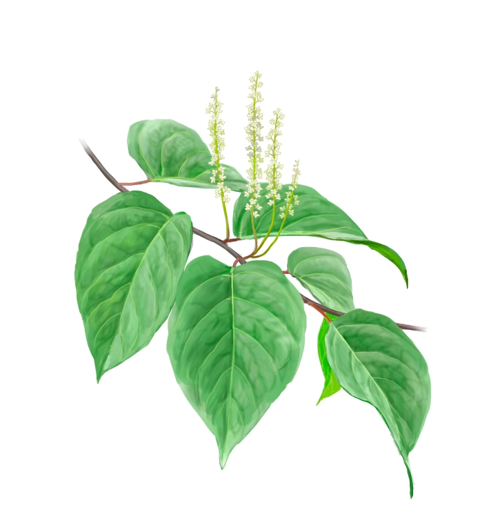Polígono japonés (Fallopia japonica)