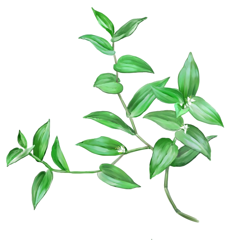 Amor de hombre (Tradescantia fluminensis)