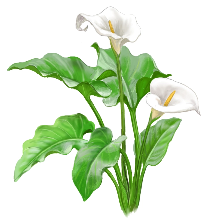 Cala (Zantedeschia aethiopica)