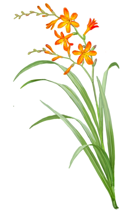 Crocosmia (Tritonia x crocosmiflora)
