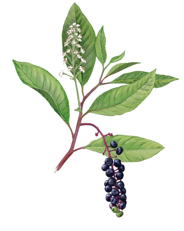 Hierba carmín (Phytolacca americana)