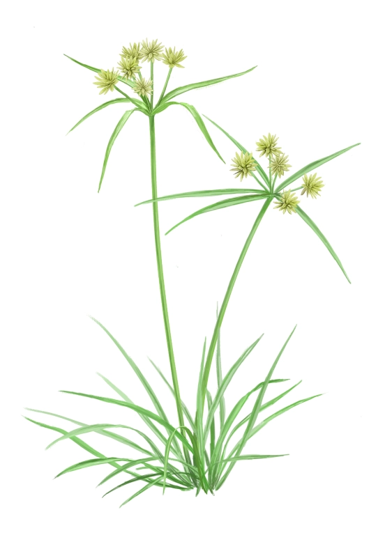 Juncia olorosa (Cyperus vegetus)