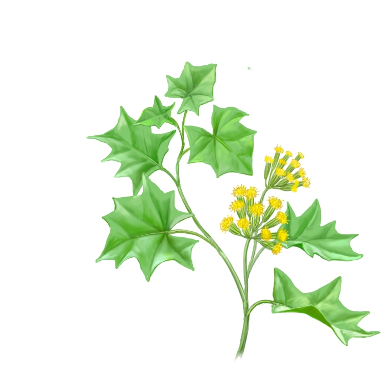Senecio oloroso (Senecio mikanoides)
