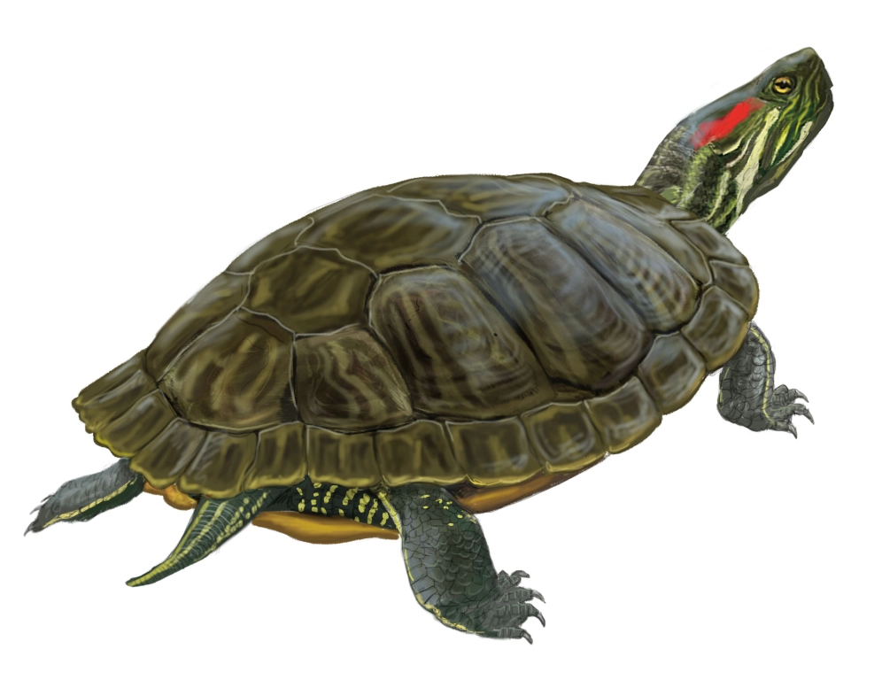 Galápago de Florida (Trachemys scripta)