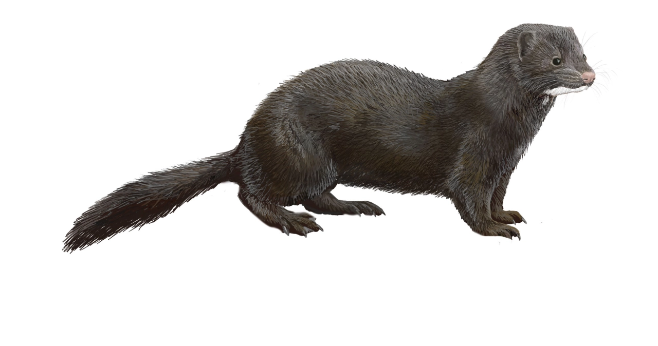 Visón americano (Neovison vison)