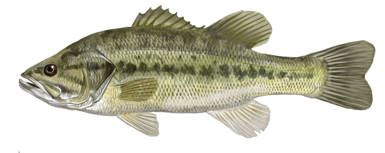 Blackbass (Micropterus salmoides)
