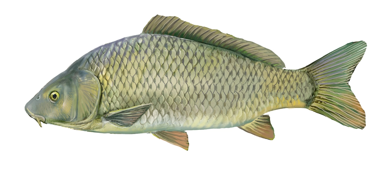 Carpa (Cyprinus carpio)
