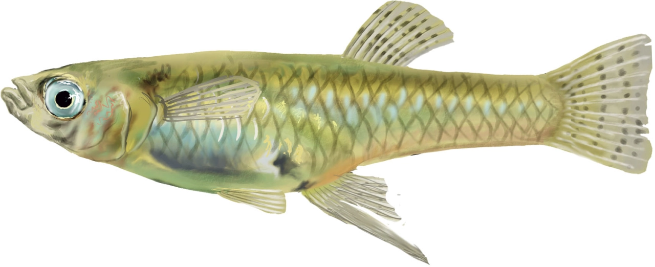 Gambusia (Gambusia holbrroki)