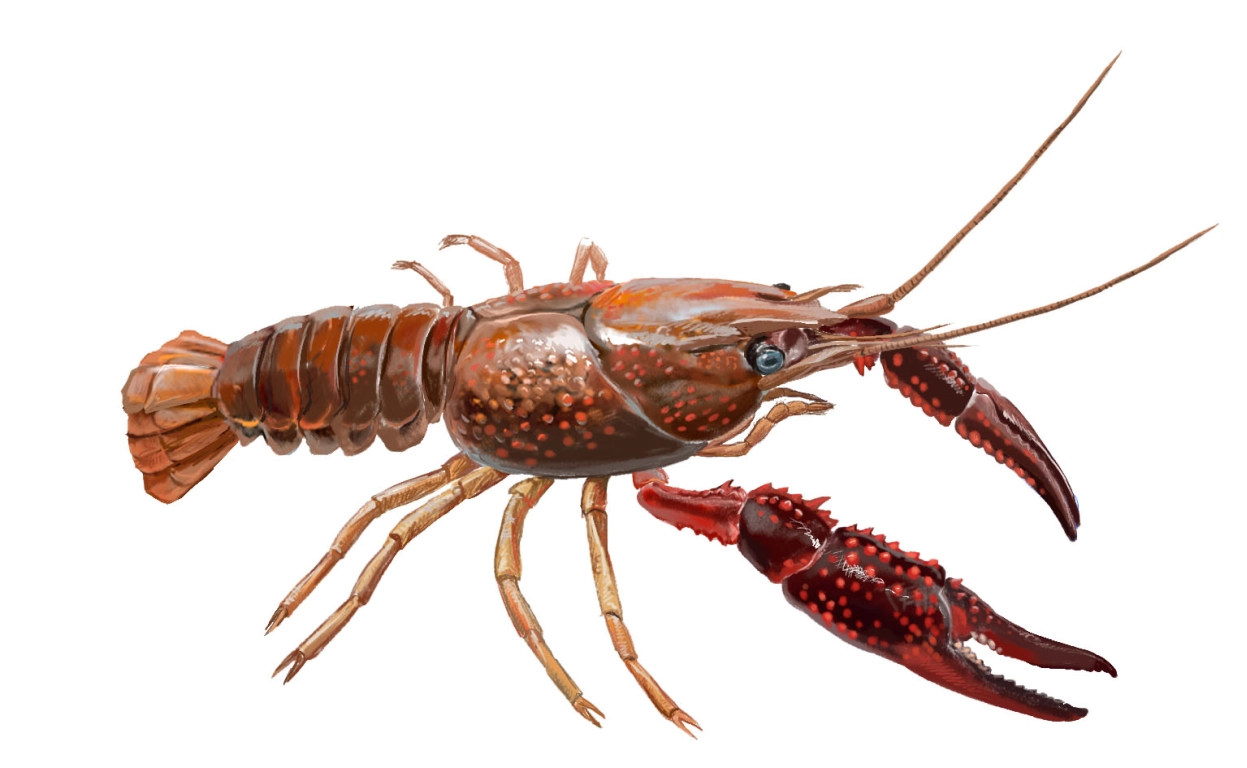 Cangrejo americano (Procambarus clarkii)