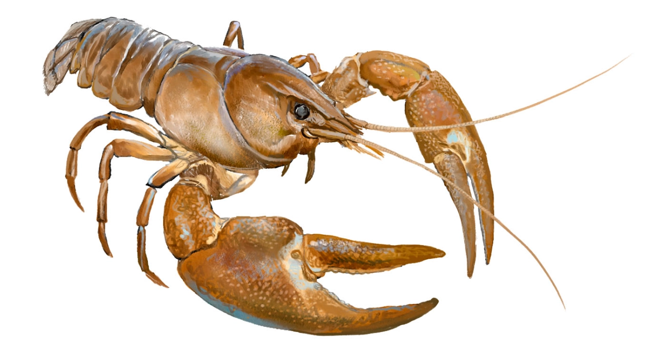 Cangrejo señal (Pacifastacus leniusculus)