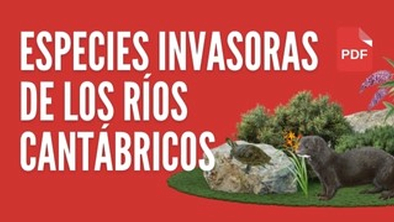visual invasoras
